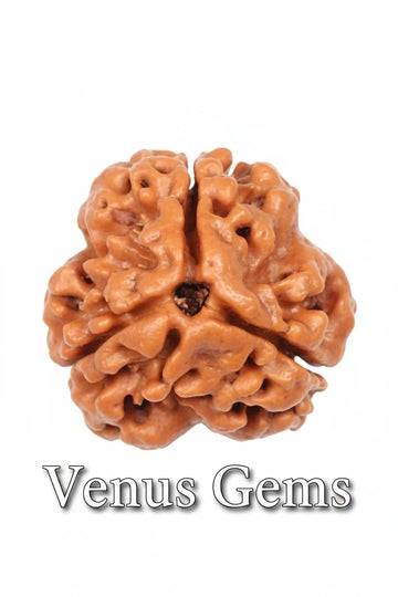 3 Mukhi Nepali Rudraksha Natural and Certified - Venus Gems